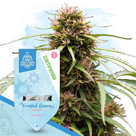 zamesia|Buy Cannabis Seeds 